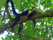 Singe capucin au repos- Costa Rica